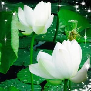 Meet your Posher, Thanh